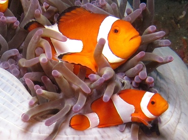 False Clown Anemonefish - Amphiprion ocellaris - Dumaguete, Philippines
