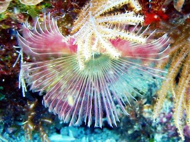 Split-Crown Feather Duster - Anamobaea oerstedi - Key Largo, Florida