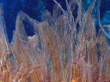 Feather Hydroid - Gymnangium longicauda - Isla Mujeres, Mexico Feather Hydroid - Gymnangium longicauda - Isla Mujeres, Mexico
