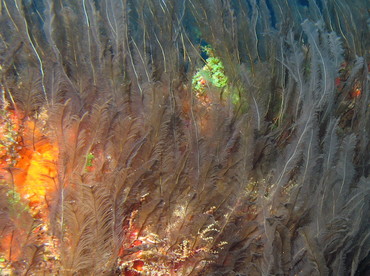 Feather Hydroid - Gymnangium longicauda - Isla Mujeres, Mexico Feather Hydroid - Gymnangium longicauda - Isla Mujeres, Mexico