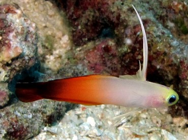Fire Dartfish - Nemateleotris magnifica - Palau Fire Dartfish - Nemateleotris magnifica - Palau