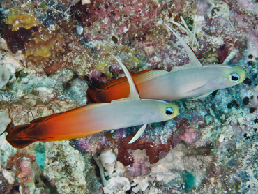 Fire Dartfish - Nemateleotris magnifica - Great Barrier Reef, Australia Fire Dartfish - Nemateleotris magnifica - Great Barrier Reef, Australia
