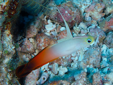 Fire Dartfish - Nemateleotris magnifica - Great Barrier Reef, Australia Fire Dartfish - Nemateleotris magnifica - Great Barrier Reef, Australia