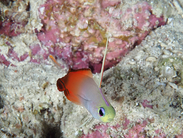 Fire Dartfish - Nemateleotris magnifica - Great Barrier Reef, Australia Fire Dartfish - Nemateleotris magnifica - Great Barrier Reef, Australia