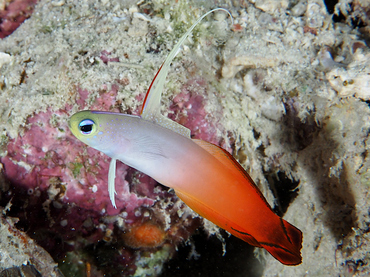 Fire Dartfish - Nemateleotris magnifica - Great Barrier Reef, Australia Fire Dartfish - Nemateleotris magnifica - Great Barrier Reef, Australia