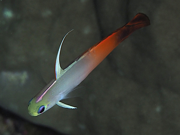 Fire Dartfish - Nemateleotris magnifica - Great Barrier Reef, Australia Fire Dartfish - Nemateleotris magnifica - Great Barrier Reef, Australia