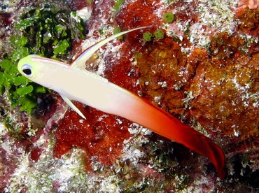 Fire Dartfish - Nemateleotris magnifica - Yap, Micronesia Fire Dartfish - Nemateleotris magnifica - Yap, Micronesia
