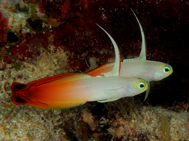 Fire Dartfish - Nemateleotris magnifica - Fiji Fire Dartfish - Nemateleotris magnifica - Fiji
