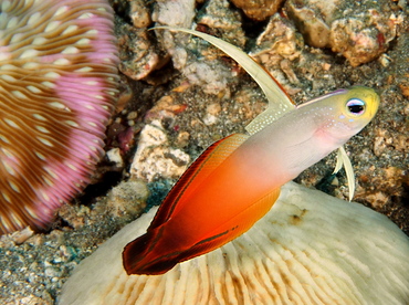 Fire Dartfish - Nemateleotris magnifica - Bali, Indonesia Fire Dartfish - Nemateleotris magnifica - Bali, Indonesia