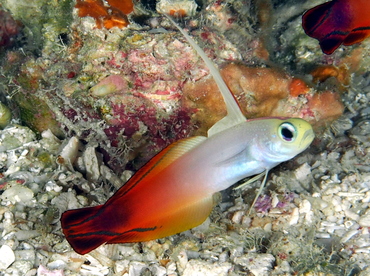 Fire Dartfish - Nemateleotris magnifica - Palau Fire Dartfish - Nemateleotris magnifica - Palau