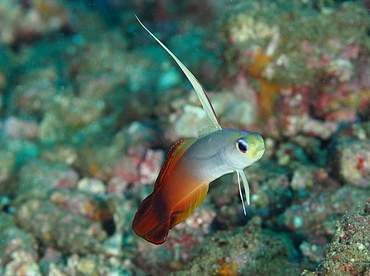 Fire Dartfish - Nemateleotris magnifica - Anilao, Philippines Fire Dartfish - Nemateleotris magnifica - Anilao, Philippines