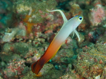 Fire Dartfish - Nemateleotris magnifica - Anilao, Philippines Fire Dartfish - Nemateleotris magnifica - Anilao, Philippines