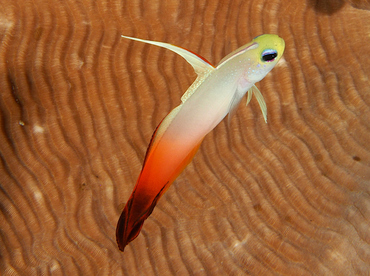 Fire Dartfish - Nemateleotris magnifica - Wakatobi, Indonesia Fire Dartfish - Nemateleotris magnifica - Wakatobi, Indonesia