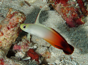 Fire Dartfish - Nemateleotris magnifica - Wakatobi, Indonesia Fire Dartfish - Nemateleotris magnifica - Wakatobi, Indonesia