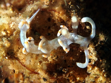 Bicolor Flabellina - Flabellina bicolor - Anilao, Philippines Bicolor Flabellina - Flabellina bicolor - Anilao, Philippines