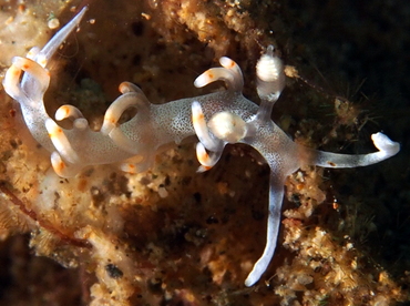 Bicolor Flabellina - Flabellina bicolor - Anilao, Philippines Bicolor Flabellina - Flabellina bicolor - Anilao, Philippines