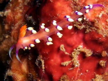 Desirable Flabellina - Flabellina exoptata - Lembeh Strait, Indonesia
