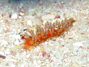 Purple-Ring Nudibranch - Flabellina hamanni - Aruba Purple-Ring Nudibranch - Flabellina hamanni - Aruba