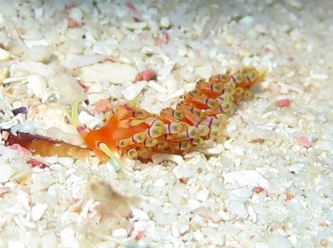Purple-Ring Nudibranch - Flabellina hamanni - Aruba Purple-Ring Nudibranch - Flabellina hamanni - Aruba