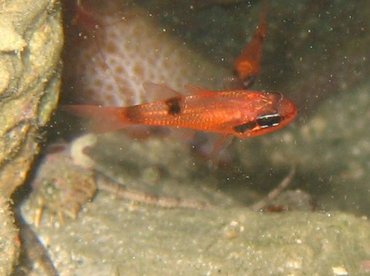 Flamefish - Apogon maculatus - Roatan, Honduras Flamefish - Apogon maculatus - Roatan, Honduras