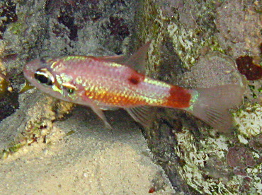 Flamefish - Apogon maculatus - Belize Flamefish - Apogon maculatus - Belize