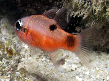 Flamefish - Apogon maculatus - Belize Flamefish - Apogon maculatus - Belize