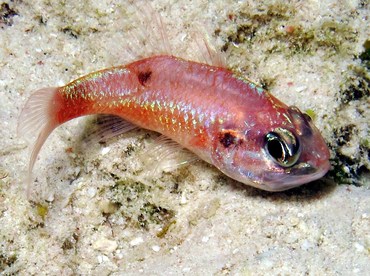 Flamefish - Apogon maculatus - Bonaire Flamefish - Apogon maculatus - Bonaire