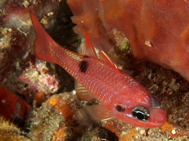 Flamefish - Apogon maculatus - Palm Beach, Florida Flamefish - Apogon maculatus - Palm Beach, Florida