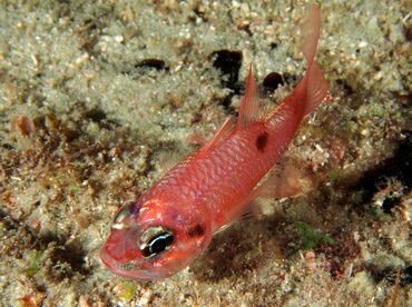 Flamefish - Apogon maculatus - Palm Beach, Florida Flamefish - Apogon maculatus - Palm Beach, Florida