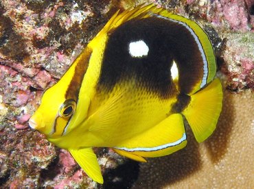 Fourspot Butterflyfish - Chaetodon quadrimaculatus - Big Island, Hawaii Fourspot Butterflyfish - Chaetodon quadrimaculatus - Big Island, Hawaii