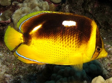 Fourspot Butterflyfish - Chaetodon quadrimaculatus - Lanai, Hawaii Fourspot Butterflyfish - Chaetodon quadrimaculatus - Lanai, Hawaii