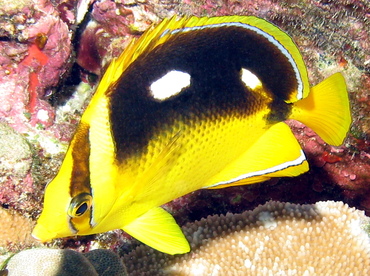 Fourspot Butterflyfish - Chaetodon quadrimaculatus - Big Island, Hawaii Fourspot Butterflyfish - Chaetodon quadrimaculatus - Big Island, Hawaii