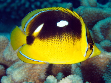 Fourspot Butterflyfish - Chaetodon quadrimaculatus - Big Island, Hawaii Fourspot Butterflyfish - Chaetodon quadrimaculatus - Big Island, Hawaii