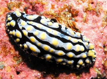 Swollen Phyllidia - Phyllidia varicosa - Lanai, Hawaii Swollen Phyllidia - Phyllidia varicosa - Lanai, Hawaii
