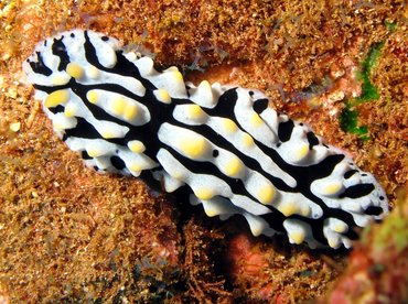 Swollen Phyllidia - Phyllidia varicosa - Lanai, Hawaii Swollen Phyllidia - Phyllidia varicosa - Lanai, Hawaii