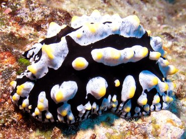 Swollen Phyllidia - Phyllidia varicosa - Big Island, Hawaii Swollen Phyllidia - Phyllidia varicosa - Big Island, Hawaii