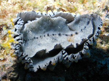 Swollen Phyllidia - Phyllidia varicosa - Big Island, Hawaii Swollen Phyllidia - Phyllidia varicosa - Big Island, Hawaii