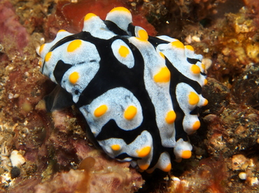 Swollen Phyllidia - Phyllidia varicosa - Lembeh Strait, Indonesia Swollen Phyllidia - Phyllidia varicosa - Lembeh Strait, Indonesia