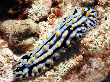 Swollen Phyllidia - Phyllidia varicosa - Big Island, Hawaii Swollen Phyllidia - Phyllidia varicosa - Big Island, Hawaii