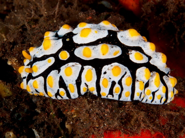 Swollen Phyllidia - Phyllidia varicosa - Bali, Indonesia Swollen Phyllidia - Phyllidia varicosa - Bali, Indonesia