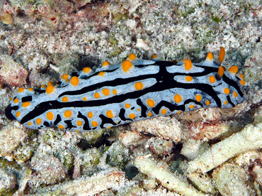 Swollen Phyllidia - Phyllidia varicosa - Wakatobi, Indonesia Swollen Phyllidia - Phyllidia varicosa - Wakatobi, Indonesia