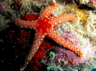 Peppermint Sea Star - Fromia monilis - Palau