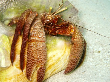 Giant Hermit Crab - Petrochirus diogenes - Belize