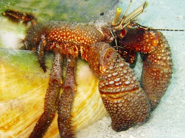 Giant Hermit Crab - Petrochirus diogenes - Belize