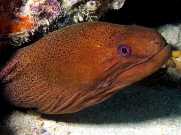 Giant Moray Eel - Gymnothorax javanicus - Yap, Micronesia Giant Moray Eel - Gymnothorax javanicus - Yap, Micronesia