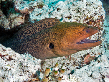 Giant Moray Eel - Gymnothorax javanicus - Great Barrier Reef, Australia Giant Moray Eel - Gymnothorax javanicus - Great Barrier Reef, Australia