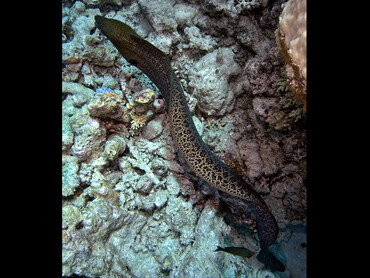 Giant Moray Eel - Gymnothorax javanicus - Great Barrier Reef, Australia Giant Moray Eel - Gymnothorax javanicus - Great Barrier Reef, Australia