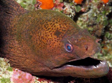 Giant Moray Eel - Gymnothorax javanicus - Yap, Micronesia Giant Moray Eel - Gymnothorax javanicus - Yap, Micronesia