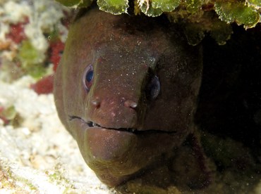 Giant Moray Eel - Gymnothorax javanicus - Palau Giant Moray Eel - Gymnothorax javanicus - Palau