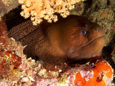 Giant Moray Eel - Gymnothorax javanicus - Fiji Giant Moray Eel - Gymnothorax javanicus - Fiji